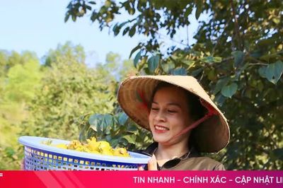 Nâng cao giá trị hồng giòn Yên Du