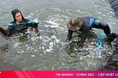 Người dân Hà Tĩnh chủ động bảo vệ sinh kế trước mùa mưa bão
