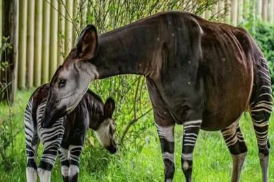 Phát hiện quần thể linh dương okapi quý hiếm từng biến mất