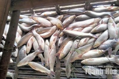 Xác minh thông tin cá chết phía hạ lưu Nhà máy Thủy điện Cẩm Thủy 1