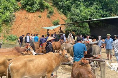 Nghiên Loan phát triển chợ đầu mối đại gia súc