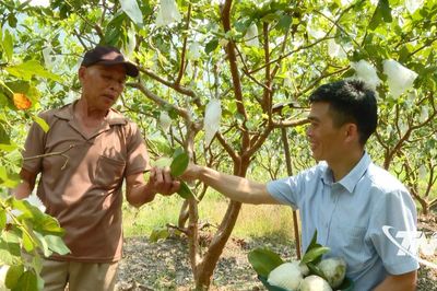 Mùa hái quả dưới chân núi Phượng Hoàng