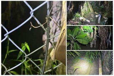 2 anh em tử vong trong vườn dừa, nghi do điện giật
