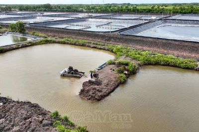 Năm Căn khẩn trương cải tạo ao đầm, chủ động cho vụ nuôi mới