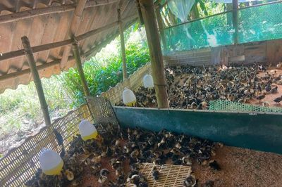 Nông dân đẩy mạnh phương thức tiếp cận thị trường nông sản