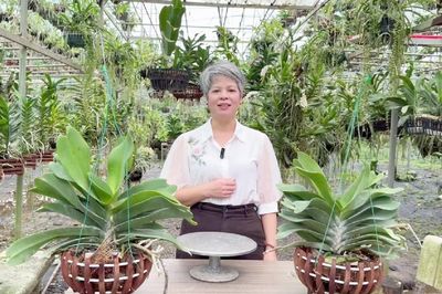 Làng hoa Đông La chuyển mình nhờ công nghệ