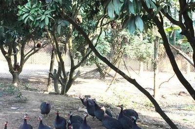 Gỡ vướng trong hoạt động quản lý thuốc thú y