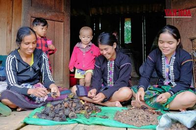 Quảng Trị: Khi giữ rừng trở thành một sinh kế