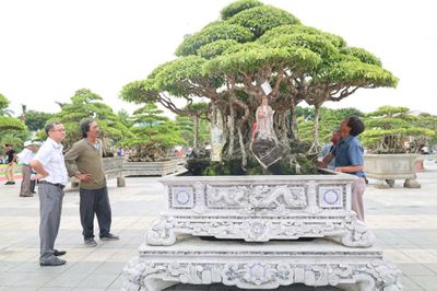 Ngắm những 'tác phẩm sống' tiền tỉ khoe sắc ở Quảng Ngãi