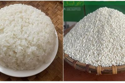 Hạt nếp 'Gà Gáy' từ huyền thoại xứ Mường đến chỉ dẫn địa lý