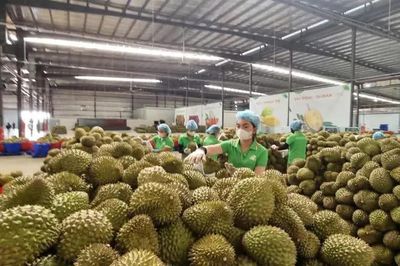 Sầu riêng giảm giá vào chính vụ, xuất khẩu vẫn tăng mạnh