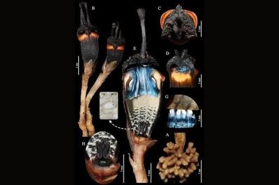 Khám phá loài 'hoa quỷ' kỳ lạ ẩn mình ở Thái Lan