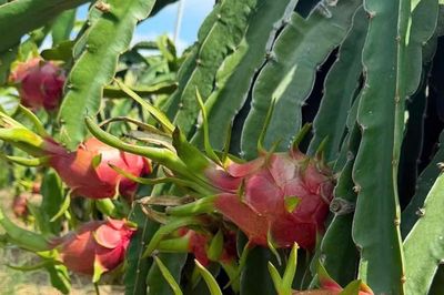 Giá thanh long giảm mạnh, loại rẻ nhất chỉ 1.000 đồng/kg