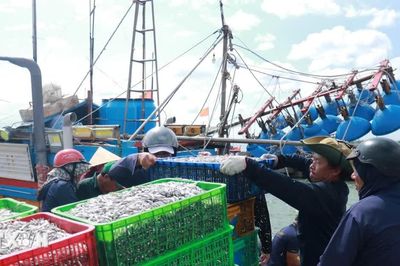 Ngư dân Quảng Trị được mùa biển