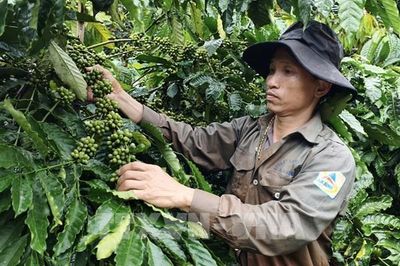 Lâm Đồng biến lợi thế đất đai thành giá trị nông nghiệp
