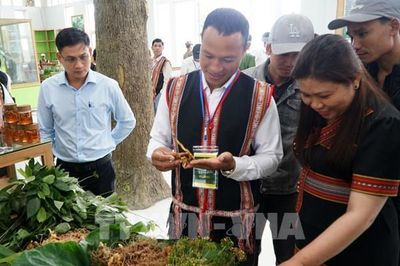 Tìm đầu ra, nâng giá trị 'quốc bảo' sâm Ngọc Linh