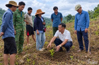 'Người thầy' trên nương cà phê