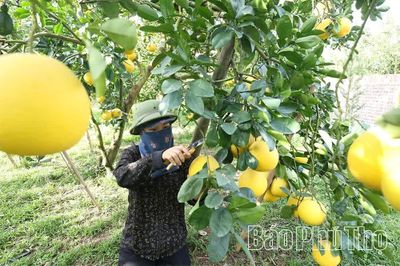 Nông nghiệp Phú Thọ: Đổi mới tư duy, nâng tầm giá trị - Kỳ 2: OCOP - “hộ chiếu” đưa nông sản Đất Tổ vươn xa
