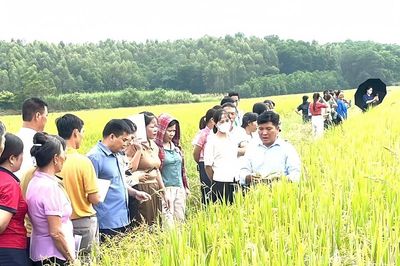 270 nông dân xã Trường Sinh được tập huấn kỹ thuật chăm sóc, phòng trừ sâu bệnh