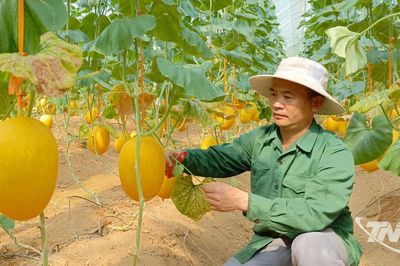Mở hướng sản xuất mới trên đất Bạch Thông