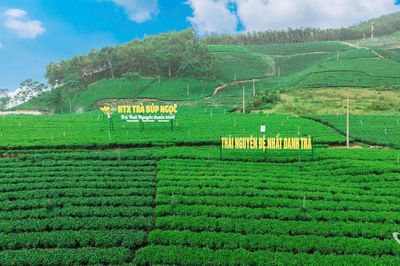 Phê duyệt kịch bản và logo Festival Trà Quốc tế - Thái Nguyên năm 2026