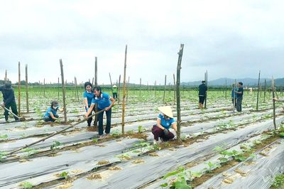 Hà Tĩnh: Xã Hương Xuân đẩy mạnh phát triển mô hình liên kết sản xuất nông nghiệp