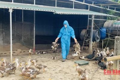 Phường Thục Phán khẩn trương khoanh vùng, dập dịch cúm gia cầm A/H5N1