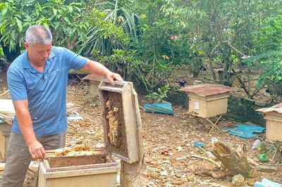 Chuyện làm giàu của nông dân Bế Văn Thuỵ