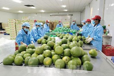 Xuất khẩu hàng công nghiệp chế biến đạt gần 338 tỷ USD, chiếm 90,2% tổng kim ngạch