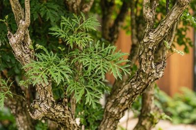 Trồng cây đinh lăng ở đâu tốt nhất?