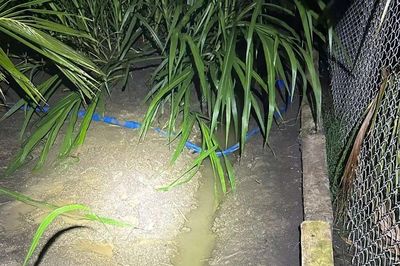 Điều tra vụ hai anh em tử vong cách nhau 15m trong vườn dừa ở Đồng Tháp
