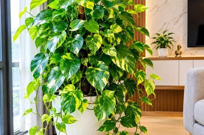 Lời khuyên cho những gia đình đang trồng cây Trầu Bà