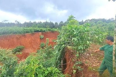 Gia Lai: Mưa lớn gây sạt lở, cuốn trôi nhiều diện tích cà phê đang cho quả
