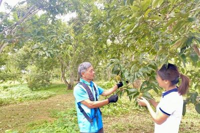 Ở tuổi 70 vẫn bền bỉ làm giàu từ vườn dẻ và đàn gà thả vườn