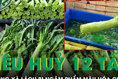Trung Quốc tiêu hủy gần 12 tấn ngồng xà lách bị ngâm phẩm màu hóa chất