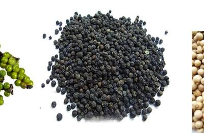 Những gốc tiêu 40 năm tuổi và 'tấm căn cước' của vị cay xứ Tiên