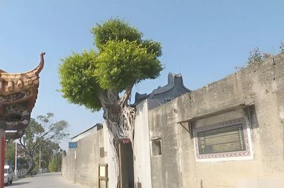 Cây đa 277 tuổi quấn chặt cổng làng 600 năm, tạo cảnh tượng hiếm thấy