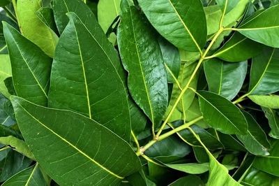 4 loại cây, hoa là vị thuốc tốt hỗ trợ người bị huyết áp