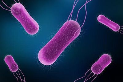 Hơn 130 bác sĩ nhiễm khuẩn Salmonella tại bệnh viện của Mexico