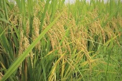 Khi dữ liệu phát thải trở thành "hộ chiếu xanh" của doanh nghiệp