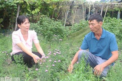 Nữ Chủ tịch Hội Nông dân Định Mỹ và hành trình "số hóa" nhà vườn
