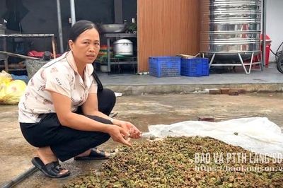 Lạng Sơn có 2 nông dân được công nhận danh hiệu "Nông dân Việt Nam xuất sắc 40 năm đổi mới" năm 2026