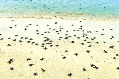 Giữ màu xanh Hòn Cau, đón rùa biển trở về