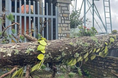 Nguy cơ gãy đổ cây xanh ở Đà Lạt mùa mưa bão