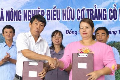 Người phụ nữ M'nông đưa hạt điều tìm đường ra thị trường