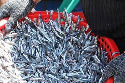 Bé tẹo, giá chỉ 20.000 đồng/kg, người Việt ăn từ bao đời: Loại cá từng bị xem là 'thức ăn nhà nghèo' có gì đặc biệt?