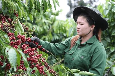 Cà phê Việt trước cơ hội bứt tốc cuối năm