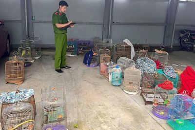 Phát hiện nam thanh niên đi ô tô bán nhiều chim hoang dã ở chợ