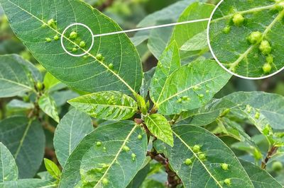 Tác dụng khi dùng lá sung có nốt sần