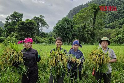 Mùa lúa trở lại bản Đoòng
